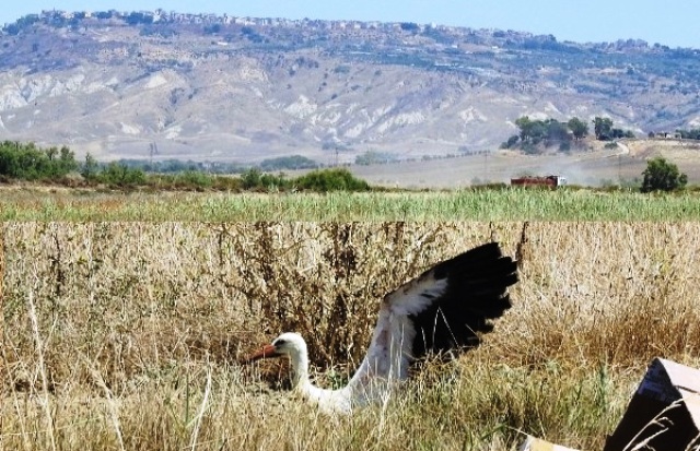 E' tornata a volare nella Piana di Gela, Cicogna bianca salvata a Niscemi, ferita a una zampa